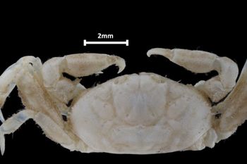 Media type: image;   Invertebrate Zoology CRU-10997 Aspect: dorsal head